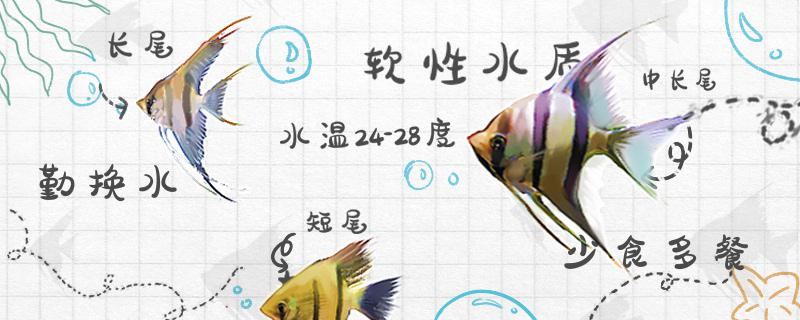 神仙鱼好不好养怎么养(神仙鱼好养活)