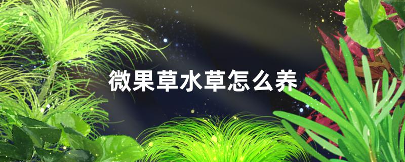 微果草水草好养吗怎么养(湖北微果网络科技有限公司是v聊吗)