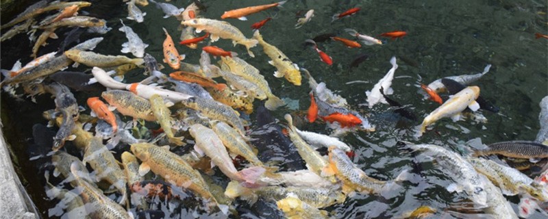 新买的锦鲤几天能喂食多久能换水(刚买回来锦鲤几天能喂)