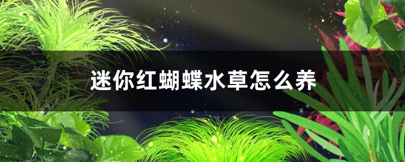 迷你红蝴蝶水草好养吗怎么养(迷你红蝴蝶水草好养吗怎么养活)