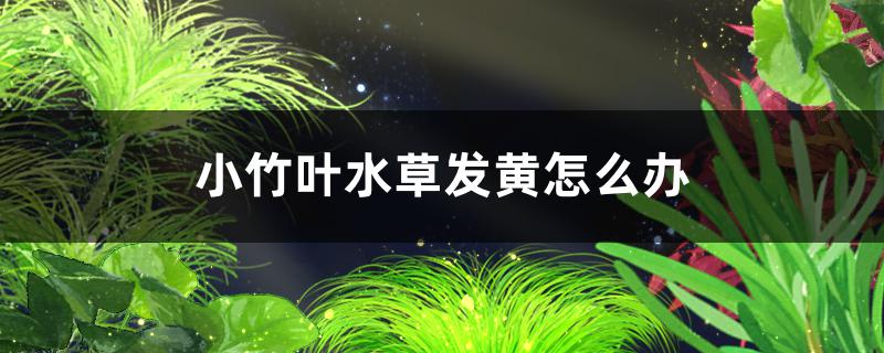 小竹叶水草好养吗