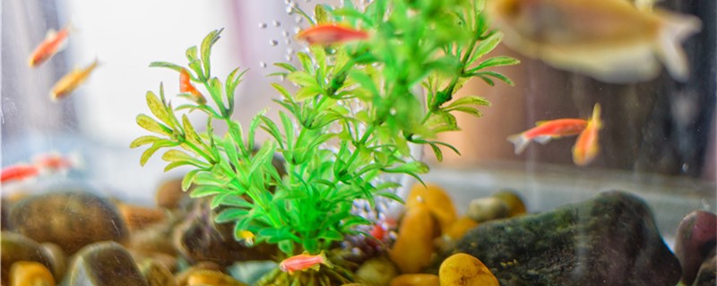 鱼缸过滤棉要垫几层越多越好吗(鱼缸过滤棉要垫几层越多越好吗为什么)