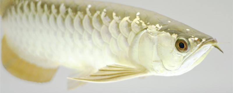 金龙鱼吃蜈蚣有什么好处吃什么食物最好(金龙鱼喂蜈蚣喂多久发色)