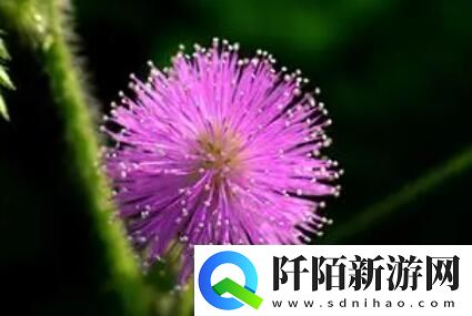 痛无马潮流游戏崛起