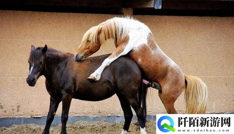 马是怎么配对女人