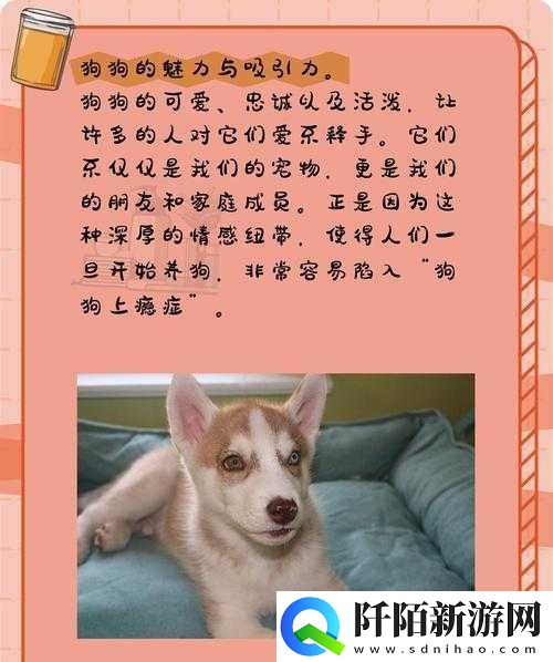 狗狗让我上瘾戒不掉怎么办