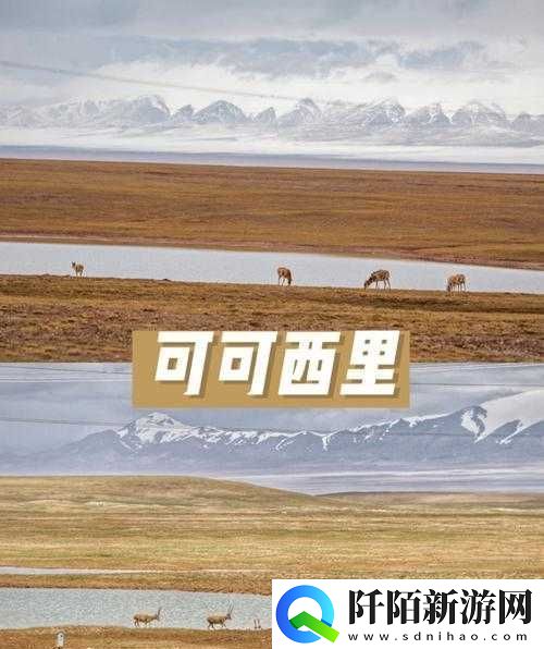 可可西里大但人文艺术