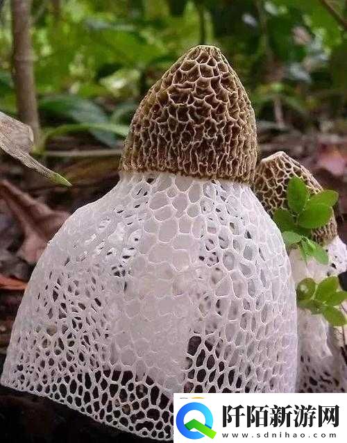 有一根又黑又硬的蘑菇头开始制作全新内容