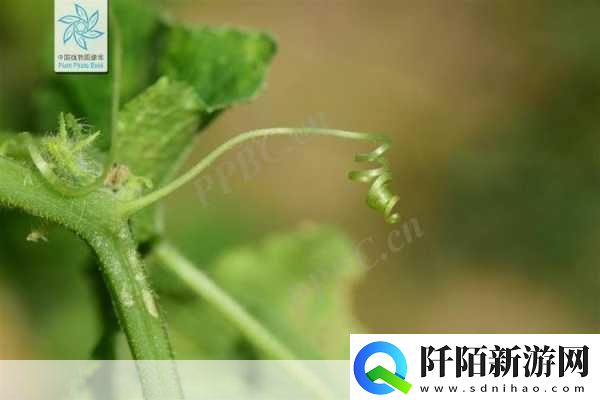 黄瓜种植中一般需要去除长卷须