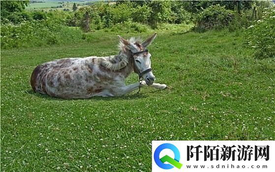 傻大壮“驴样”奇观