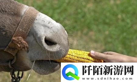 傻大壮“驴样”奇观