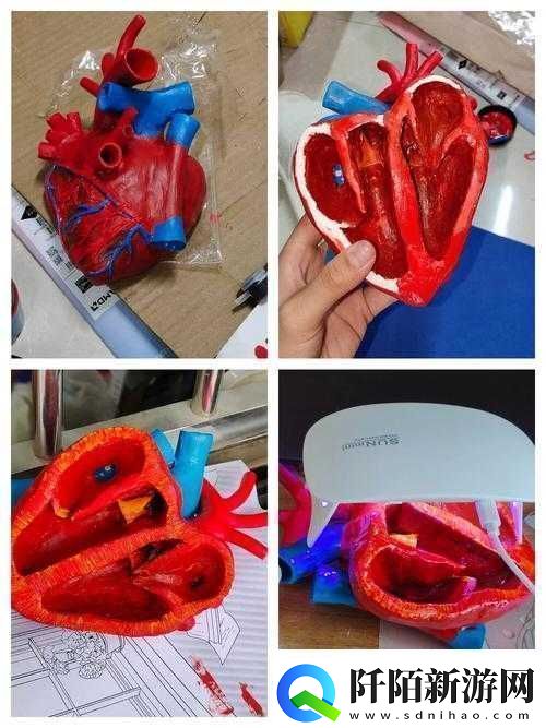 生物课实用教具有哪些