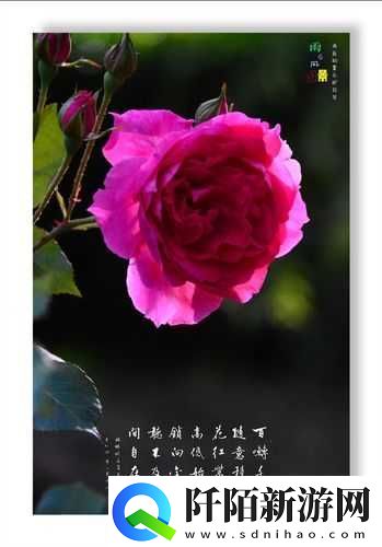 亭亭玉立国色天香四月天不堪入目之对比