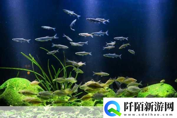 篮球队的公共玩具正伟