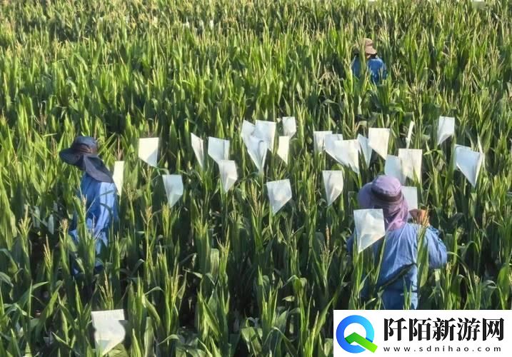 “逗趣‘玉’见‘粒’地方的新玩意儿”