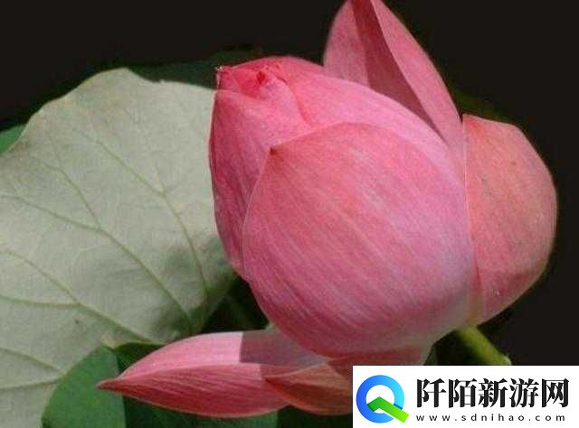 半夜三更莲花开