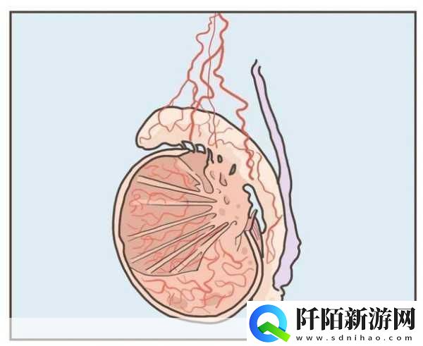蛋蛋立了长什么样子呢