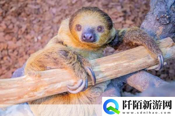 动物朋友大观园新情报曝光萌宠世界等你探索