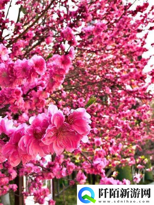 国色天香桃花朵朵开