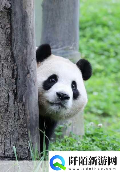 幸福宝APP官导入资源1.探索幸福宝APP