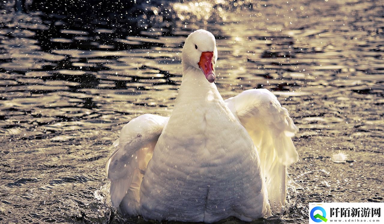 魔兽世界中的神秘使者——白色仙鹤