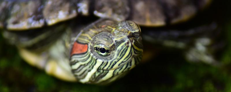 巴西龟水深多少合适用什么水养合适(养巴西龟的水深)