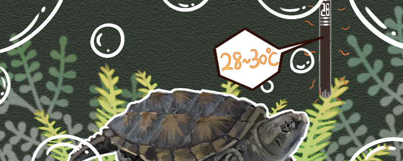 佛鳄龟温度多少度进食