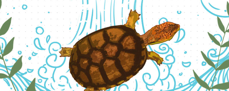 斑纹泥龟公母图片